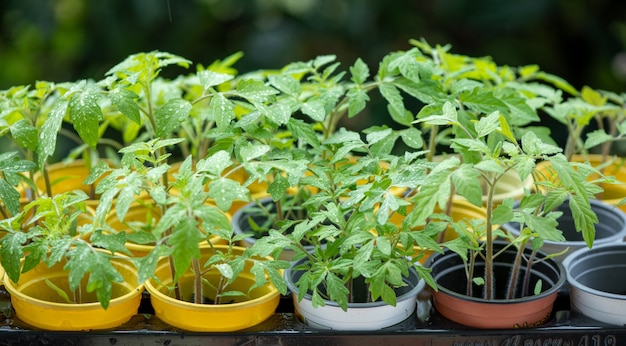 Plántula de tomate joven en macetas de colores sobre un fondo verde natural