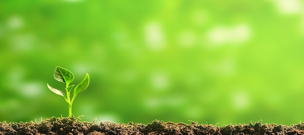 Plántula verde creciendo en el suelo bajo la lluvia