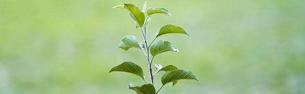 Plántula verde joven que crece en la bandera del concepto de ecología de fondo borroso