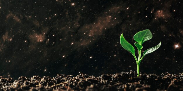 Plántula verde que crece en el suelo bajo la lluvia