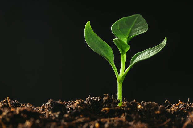 Plántula verde que crece en el suelo bajo la lluvia