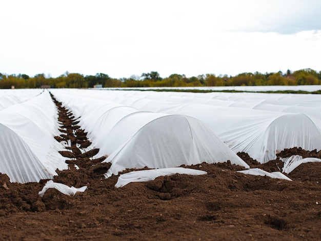 Plántulas de agricultura de primavera de productos agrícolas brotan en suelo fertilizado