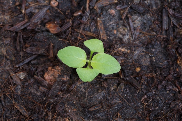 plántulas de albahaca