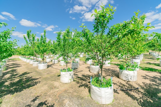 Plántulas de árboles a la venta Árboles jóvenes para plantar en el suelo