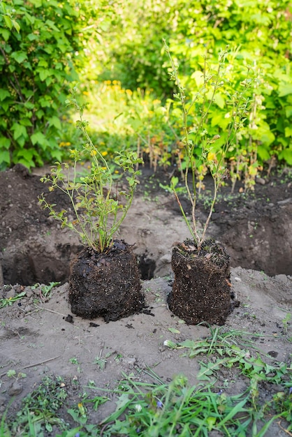 Plántulas de arbustos de arándanos Preparación de la tierra para plantar arbustos cavando un hoyo Un hombre está plantando un árbol El concepto de ecología y conservación ambiental