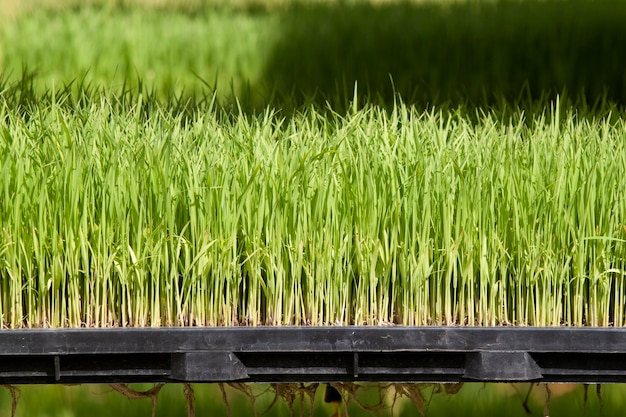 Plántulas de arroz en bandeja para máquina sembradora