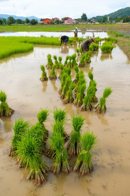 Plántulas de arroz en el campo de arroz. Arroz para bebés. Prepárese para la agricultura. Trasplante de plántulas.