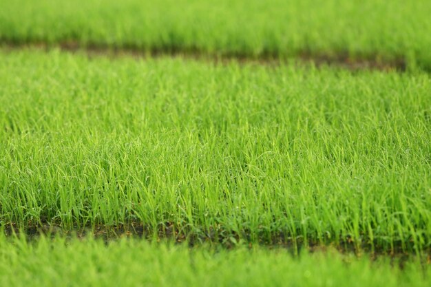 Plántulas de arroz verde en Bangladesh