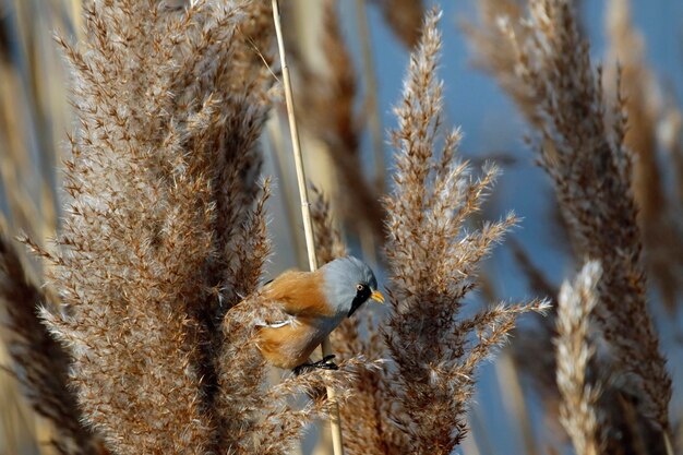 Plántulas barbudas alimentándose entre los juncos