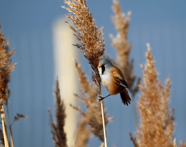 Plántulas barbudas alimentándose entre los juncos