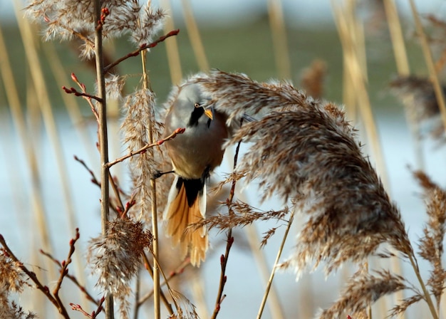 Plántulas barbudas alimentándose entre los juncos