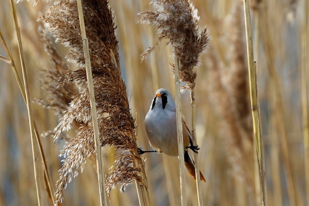 Plántulas barbudas alimentándose entre los juncos