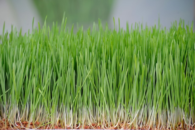 Las plántulas de brotes de trigo verde se cierran para arriba. Producto organico.