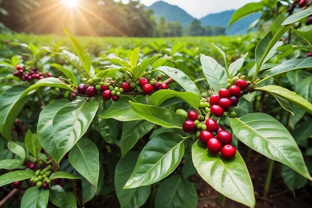 Las plántulas de café están creciendo con el sol brillando