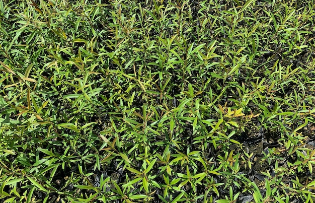 Plántulas de Cajuput Melaleuca cajuputi en el vivero en Yogyakarta, Indonesia