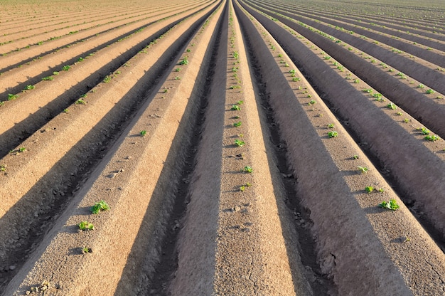 Plántulas en campo de papa