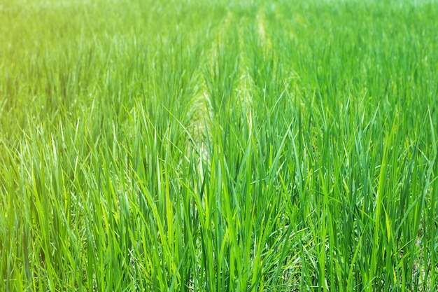 Plántulas en el campo