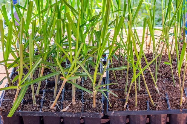 Plántulas de caña de azúcar formadas para plantar