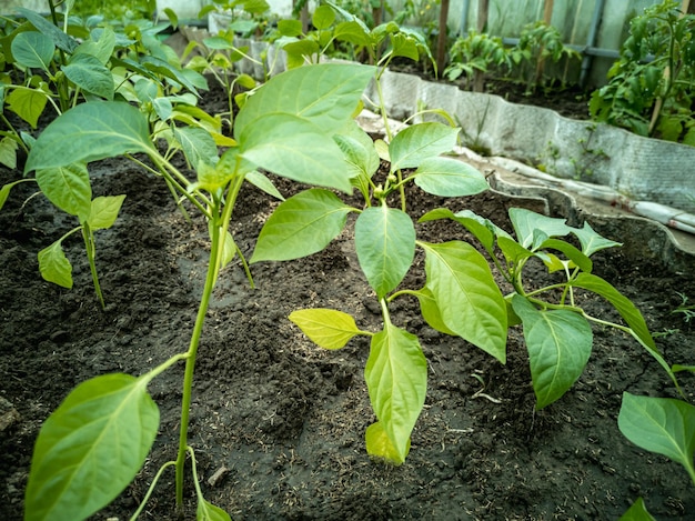 Plántulas de Capsicum annuum en un invernadero Cultivo de plantas frutales de invernadero