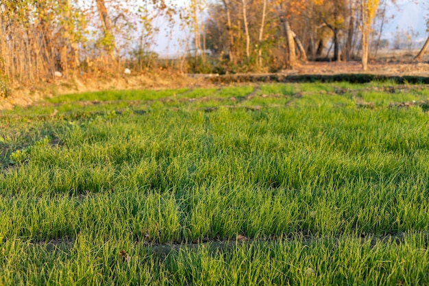 Plántulas de cebolla germinadas en un lecho elevado