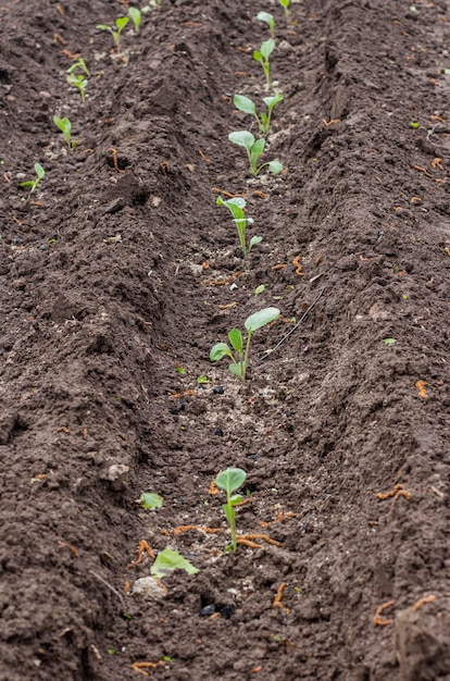 Plántulas de col jóvenes que crecen en filas en el campo