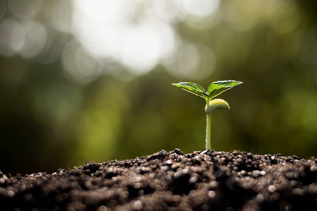 Las plántulas crecen a partir de suelos fértiles, concepto de ecología.