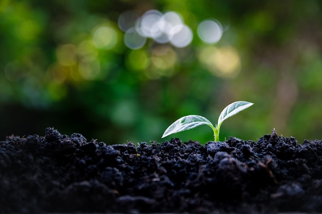 Las plántulas crecen en el suelo natural.