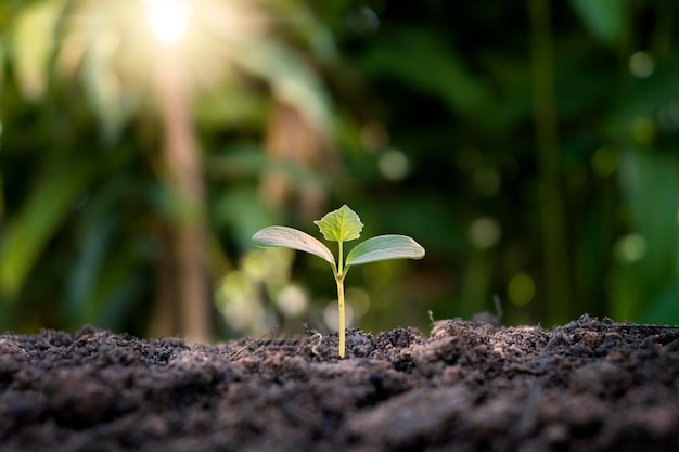 Foto las plántulas crecen de la tierra fértil y el sol de la mañana brilla a través del concepto ecológico y el equilibrio ecológico