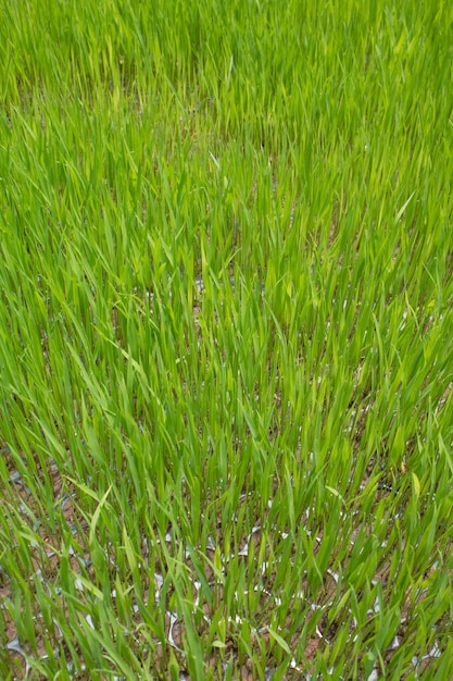 Plântulas de arroz, O início de uma planta de arroz ou planta de arroz.