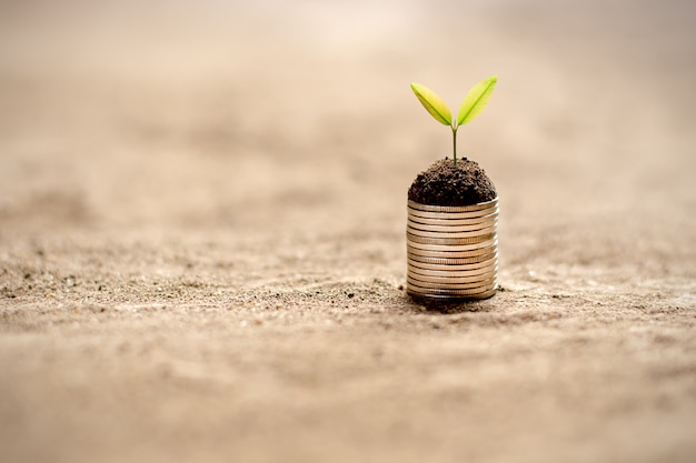 Las plántulas están creciendo en monedas colocadas en el suelo.