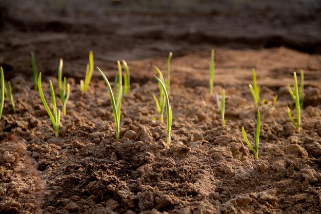 Las plántulas están creciendo desde el suelo fértil