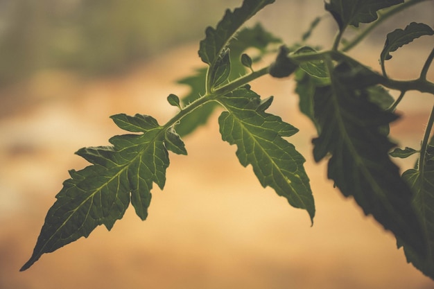 Las plántulas están creciendo en el suelo con gotas de agua y luz solar y destello de lente Día Mundial del Suelo