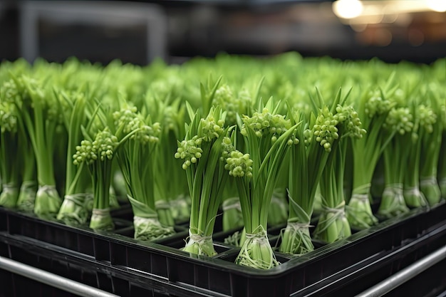 Plántulas de la familia Allium en multibandeja con cebolla puerro cebollino chalotes y ajo cebollino La germinación varía según el cultivar