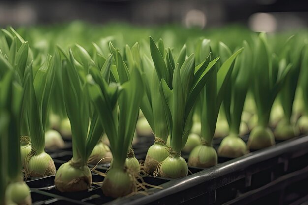 Plántulas de la familia Allium en multibandeja con cebolla puerro cebollino chalotes y ajo cebollino La germinación varía según el cultivar