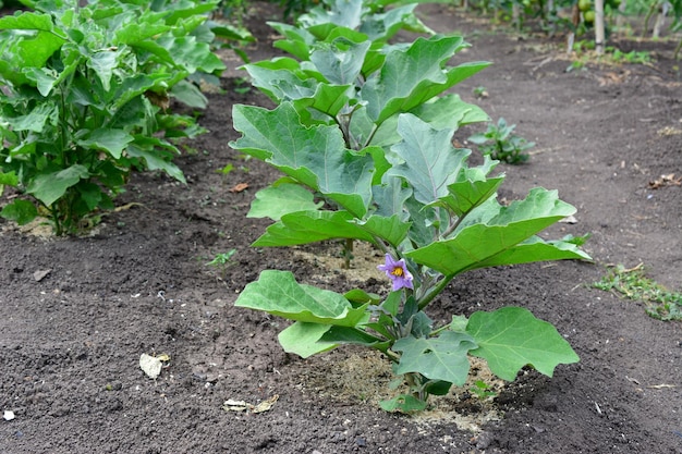 plántulas florecientes de berenjena en el suelo en el jardín de cerca