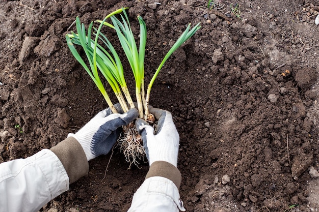 Plántulas de flores de bulbo de narciso con hojas brotadas en la mano del jardinero preparadas para plantar