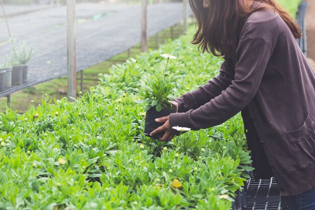 Plántulas de flores de invernadero. La mano de la mujer joven que sostiene una maceta.