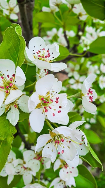 Plántulas de flores y plantas para el jardín o el hogar Plántulas en macetas