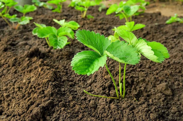 plántulas de fresa jóvenes crecen en un parche de fresa. concepto de jardinería y cultivo de fresas