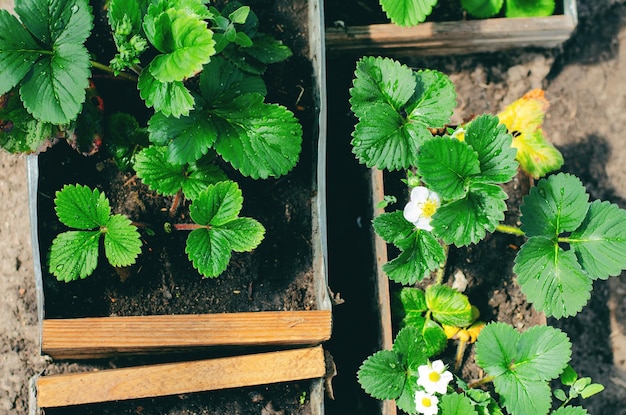 Plántulas frescas de fresas en un invernadero