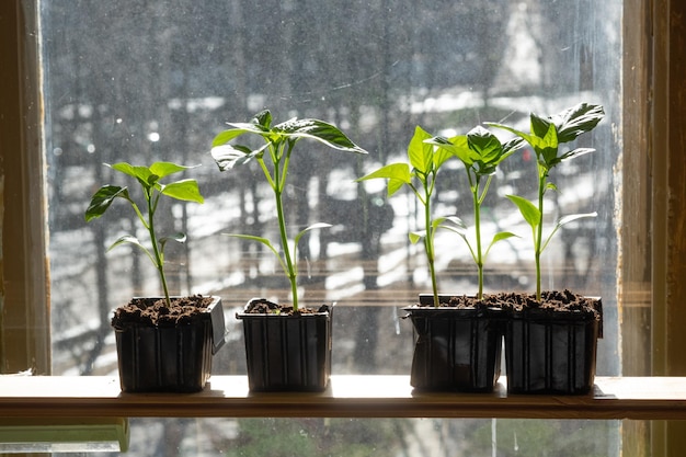 Plántulas frescas que crecen en el alféizar de una ventana Casa urbana Balcón Jardinería Concepto de cultivo de verduras