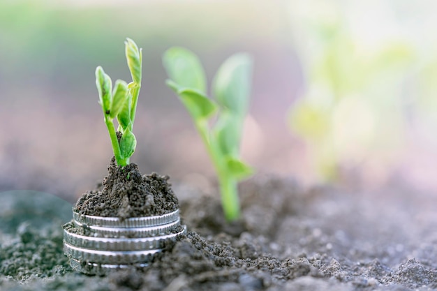 Las plántulas de guisantes con monedas de plata crecen en filas en las camas en un campo vegetal Cultivo de hortalizas Agricultura Jardinería en el campo en la temporada de primavera y verano