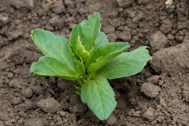 Plántulas de habas en huerta