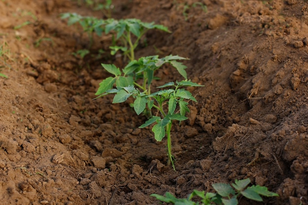 Foto plántulas de hortalizas jóvenes plantadas en el suelo