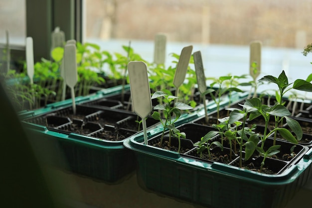 Plántulas de hortalizas en macetas en el alféizar de la ventana en casa Agricultura y alimentos orgánicos Respetuoso con el medio ambiente