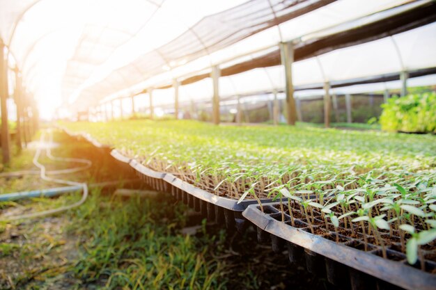 Plántulas de hortalizas orgánicas con luz solar.