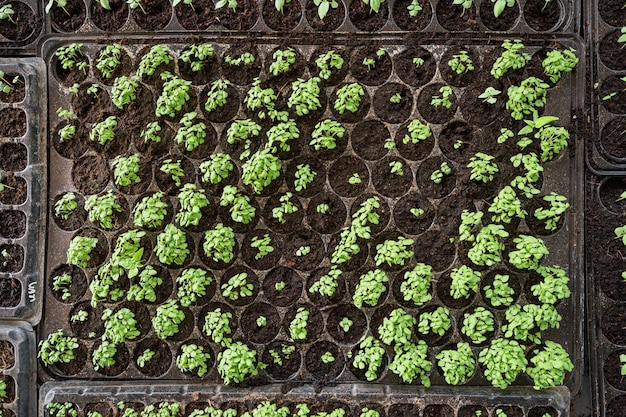 Plántulas de hortalizas orgánicas con suelo en bandeja de plástico para la cría