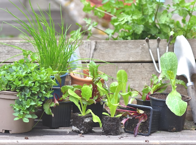 Plántulas de hortalizas y plantas aromáticas con equipos de jardinería sobre una plancha en un pequeño jardín