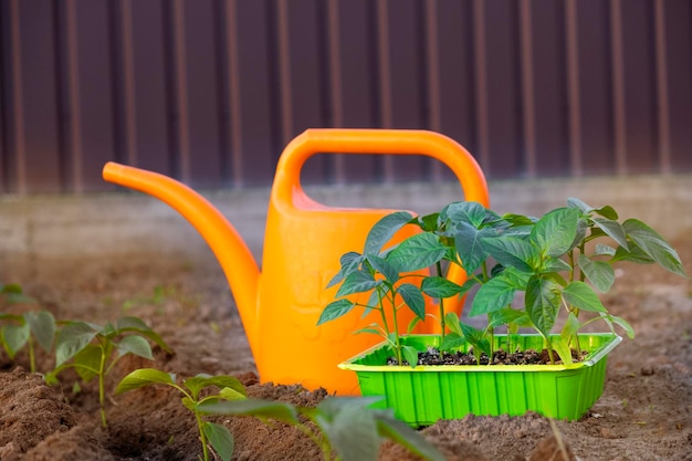 Plántulas jóvenes de ají en un recipiente verde sobre suelo negro con regadera de naranja de jardín y otros pimientos plantados en el suelo a la luz del atardecer Cultivo de verduras brotes de pimiento de semillas