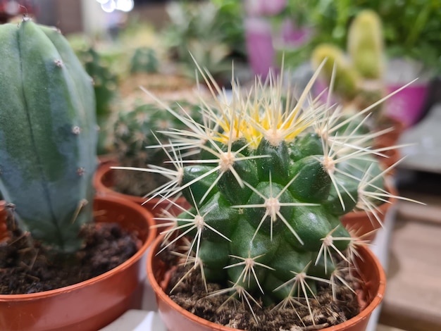 Plántulas jóvenes de cactus Notocactus horstii closeup